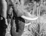 Vumbura - Elephant Eating Palm Nuts Vumbura - Elephant Eating Palm Nuts